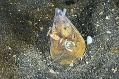 Ophichthus altipennis