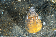 Ophichthus altipennis