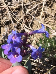 Penstemon nitidus