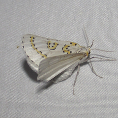 Philtraea paucimacula