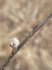 Dasineura serrulatae