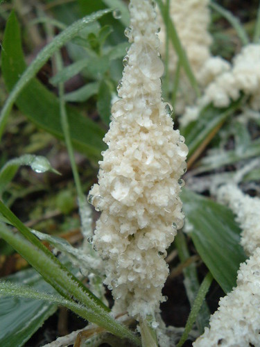 Schaumpilz