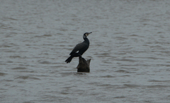 Phalacrocorax carbo