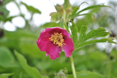 Paeonia anomala
