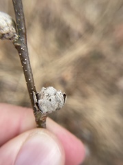 Dasineura serrulatae