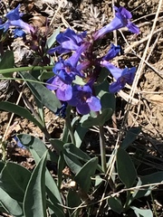 Penstemon nitidus