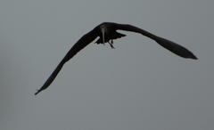 Plegadis falcinellus