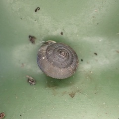 Trochulus striolatus