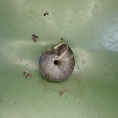 Trochulus striolatus