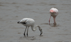 Phoenicopterus roseus
