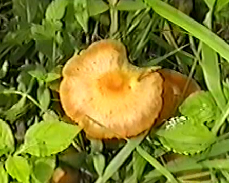 Наблюдение на iNaturalist