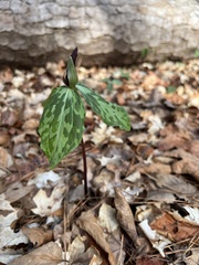 Trillium gracile