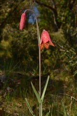 Fritillaria gentneri