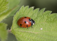 Coccinella septempunctata