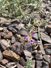 Matthiola longipetala