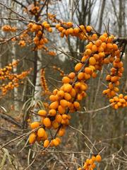 Hippophae