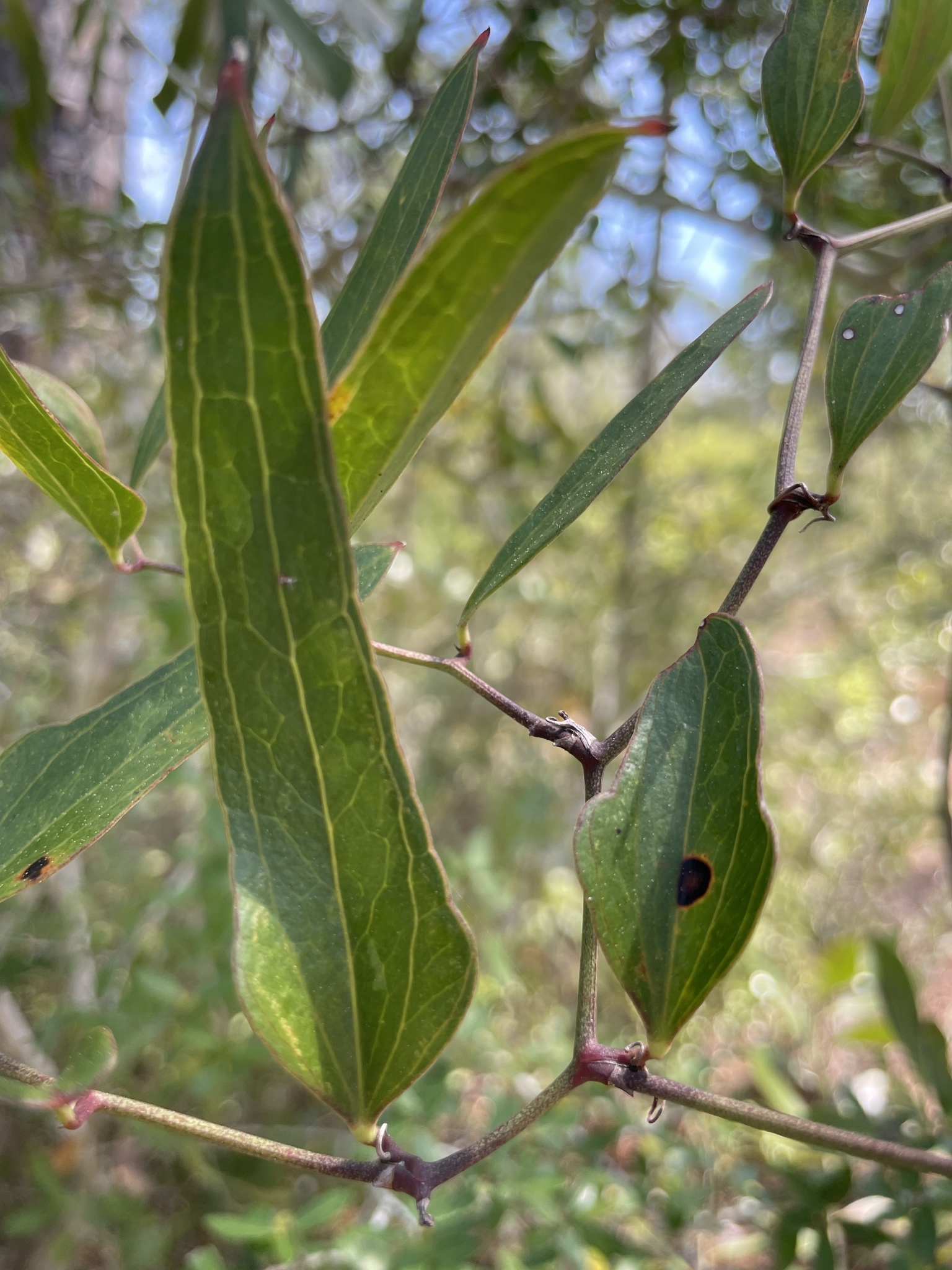 Smilacaceae