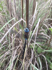 Rhionaeschna jalapensis