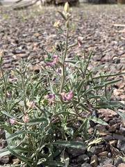 Matthiola longipetala