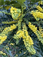 Berberis × hortensis
