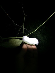 Apatelodes torrefacta