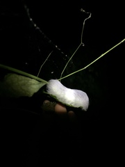 Apatelodes torrefacta