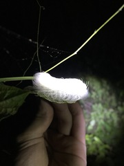 Apatelodes torrefacta