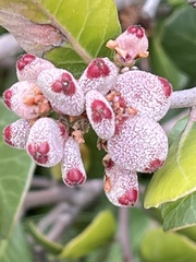 Rhus integrifolia × ovata