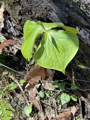 Trillium rugelii