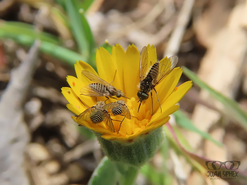 Protypusia grata