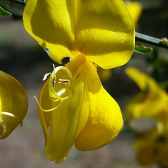 Cytisus grandiflorus