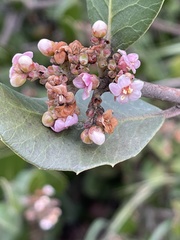 Rhus integrifolia × ovata