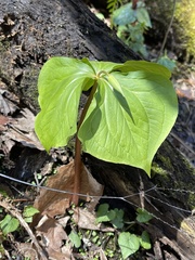 Trillium rugelii