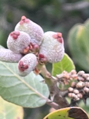 Rhus integrifolia × ovata