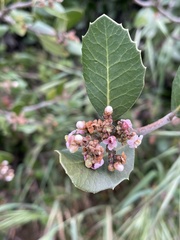 Rhus integrifolia × ovata