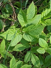 Aegopodium podagraria