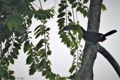 Ramphastos sulfuratus image