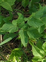 Aegopodium podagraria