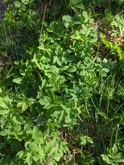 Aegopodium podagraria