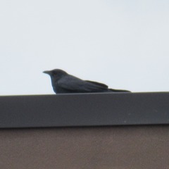 Corvus