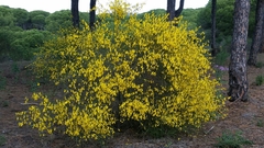Cytisus grandiflorus