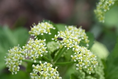 Brachycera