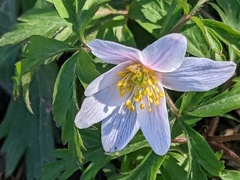 Anemonoides nemorosa