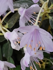 Rhododendron ponticum