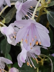 Rhododendron ponticum