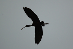 Plegadis falcinellus