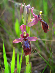 Ophrys × heraultii