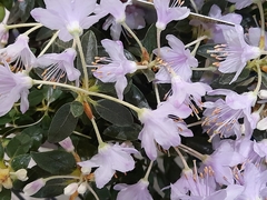 Rhododendron ponticum