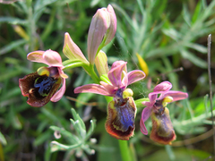 Ophrys × heraultii