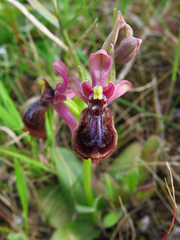Ophrys × heraultii